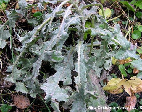 Golovinomyces_cichoracearum var. cichoracearum Golovinomyces cichoracearum var. cichoracearum (De Candolle 1805) V.P. Gelyuta 1988 Wirt: Cirsium arvense - Acker Kratzdistel Bildautor: Detlef Emgenbroich...